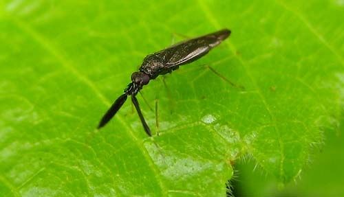 Heterotoma-planicornis-5554.jpg
