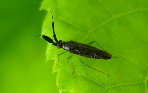 Heterotoma-planicornis-6396.jpg