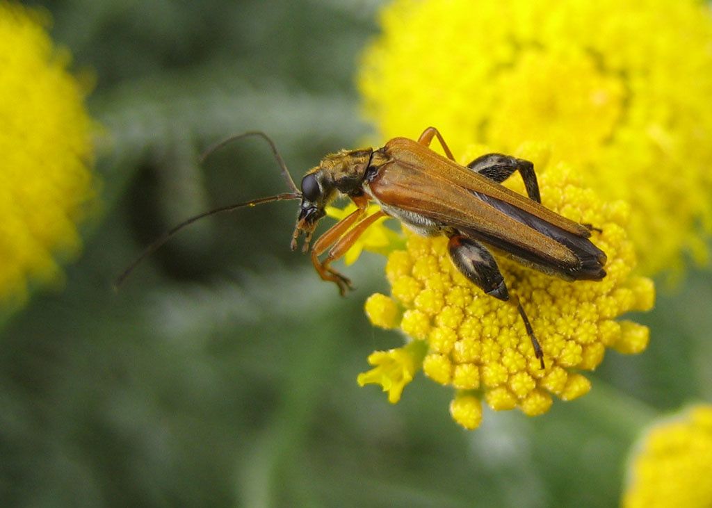 Oedemera podagrariae