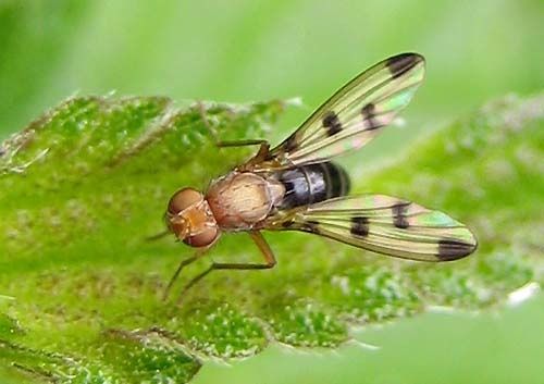 Geomyza-sp-6226.jpg