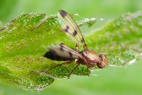 Geomyza-sp-6228.jpg