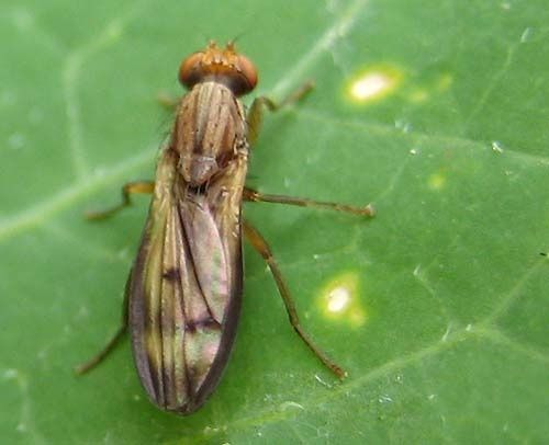 Opomyza-germinationis-f-0700.jpg