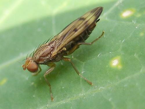 Opomyza-germinationis-f-0703.jpg