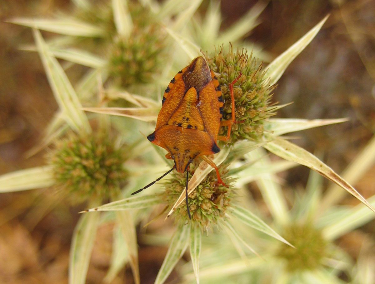Carpocoris mediterraneus atlanticus
