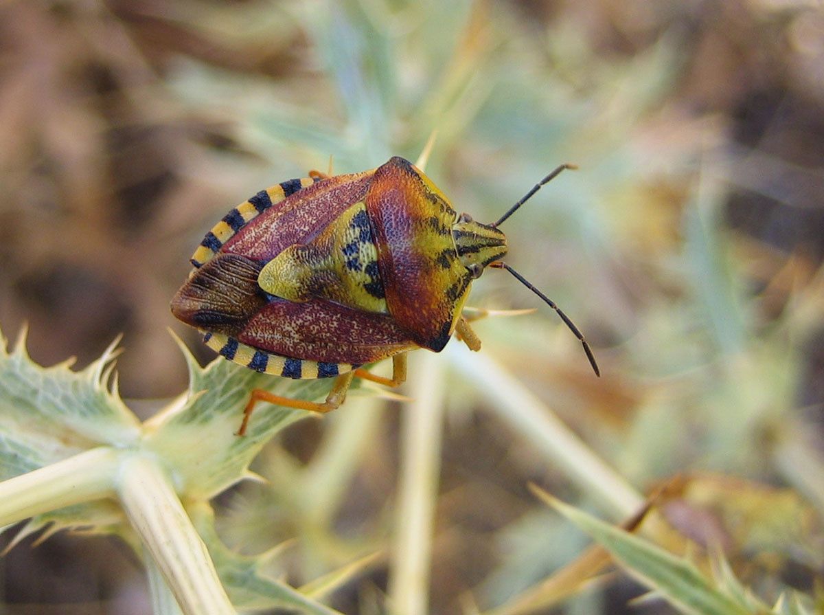 Carpocoris pudicus