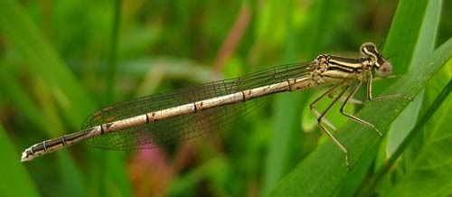 Platycnemis-pennipes-f.-2501.jpg