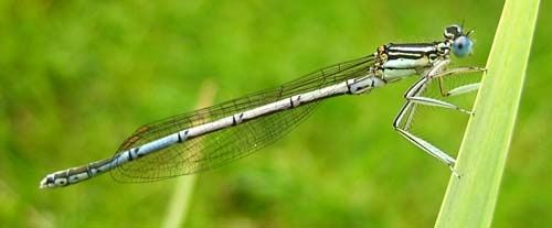 Platycnemis-pennipes-m.--7627.jpg