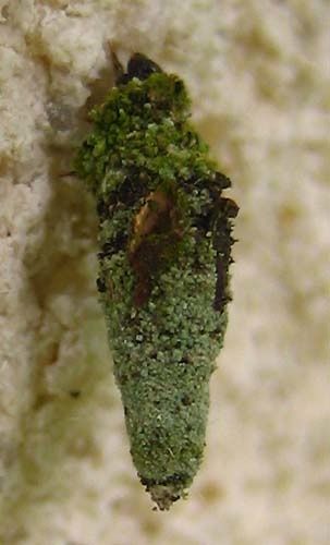 Psychidae-1959.jpg