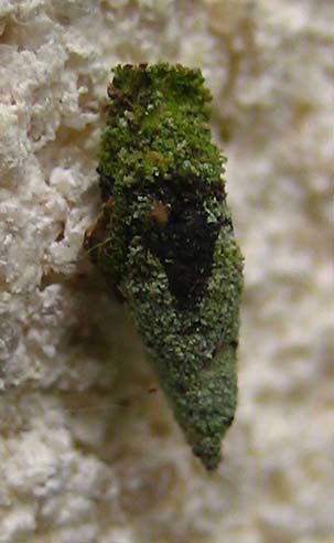 Psychidae-1962.jpg