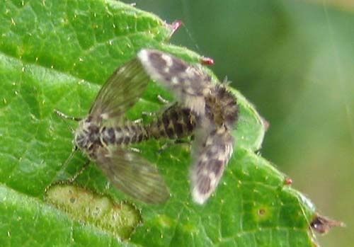 Psychodidae-5290.jpg