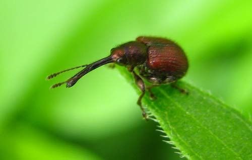 Tatianaerhynchites-aequatus-1051.jpg