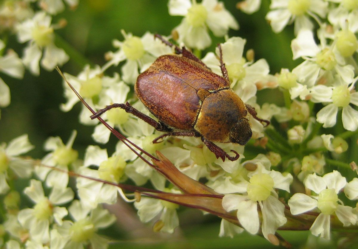 Hoplia argentea