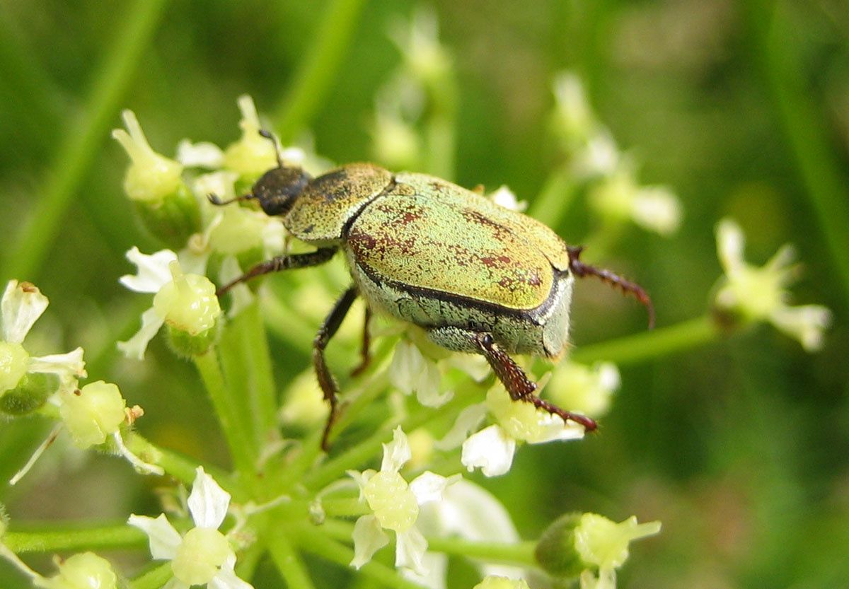 Hoplia argentea