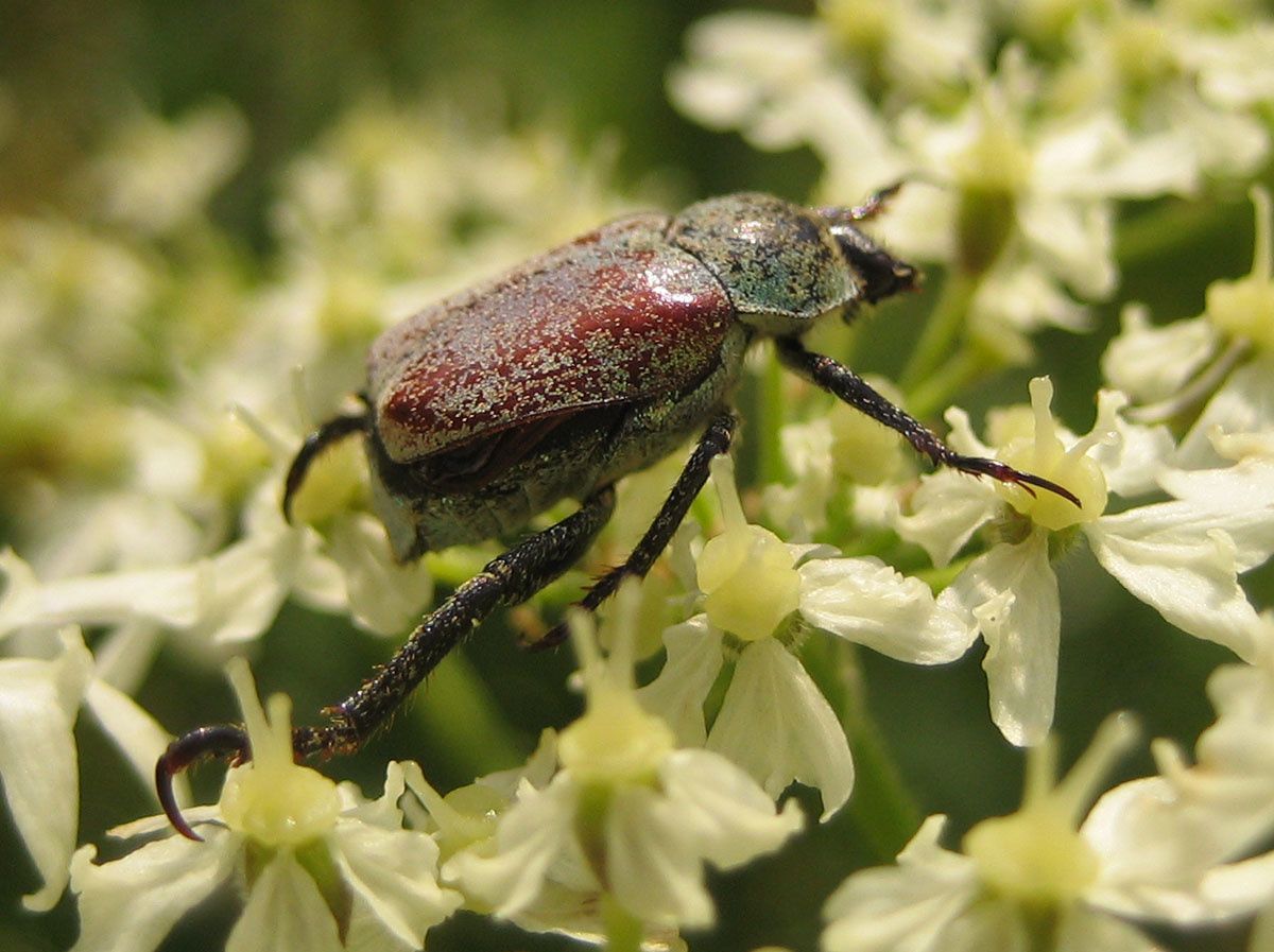 Hoplia argentea