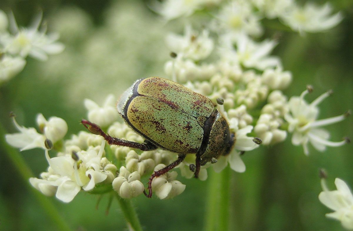 Hoplia argentea