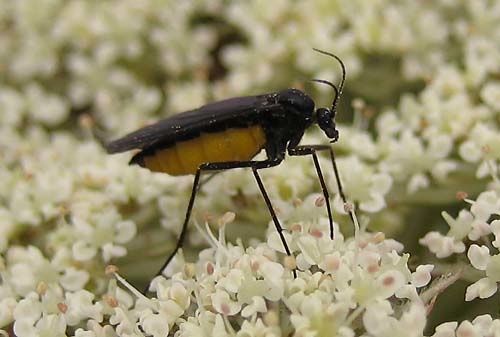 Sciara-analis-4747.jpg