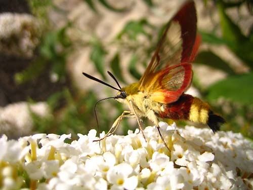 Hemaris-fuciformis-2890.jpg