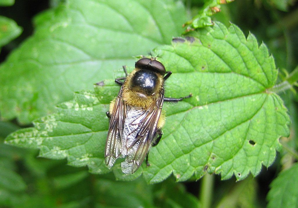 Volucella bombylans, mâle