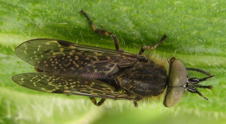 Haematopota sp.