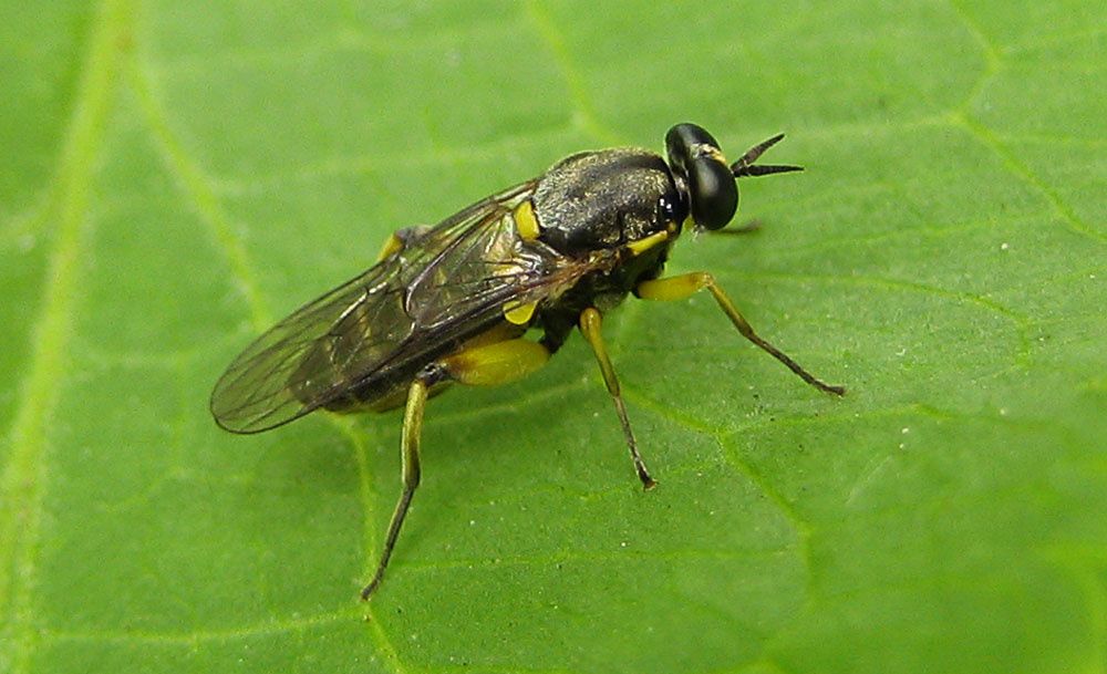 Solva marginata