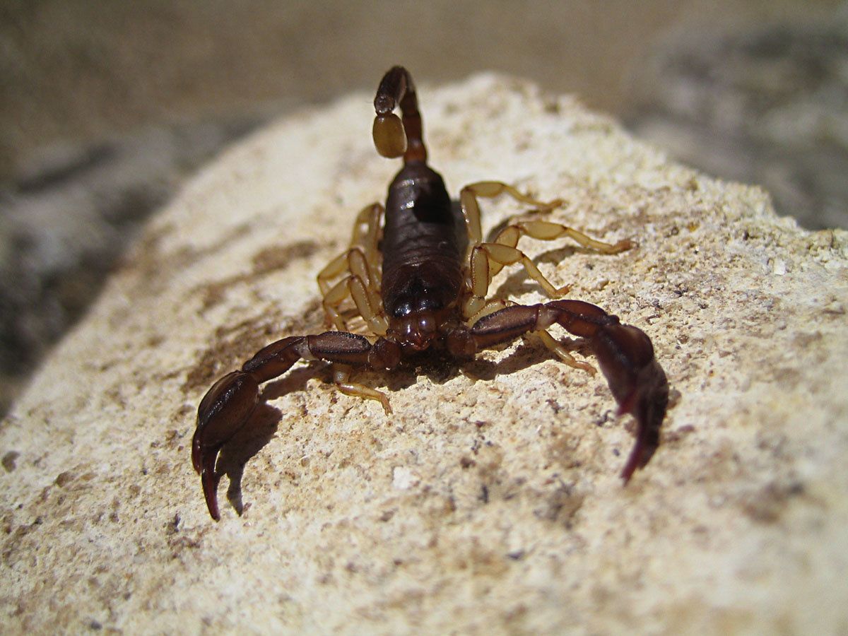 Euscorpus sp.