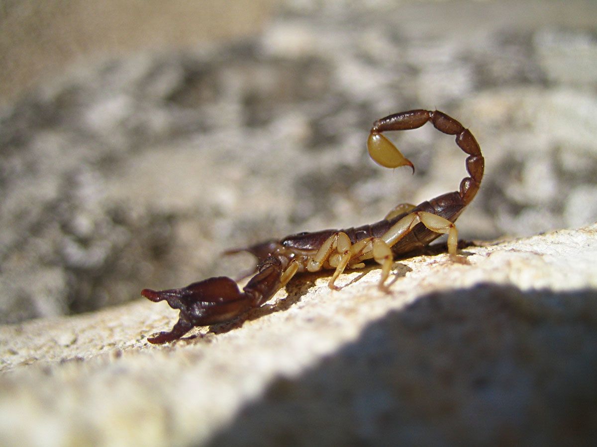 Euscorpus sp.