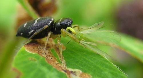 Heliophanus-cupreus-6268.jpg