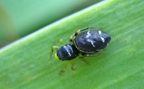 Heliophanus-cupreus-6330.jpg