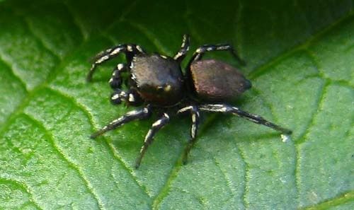 Heliophanus-cupreus-M-8497.jpg
