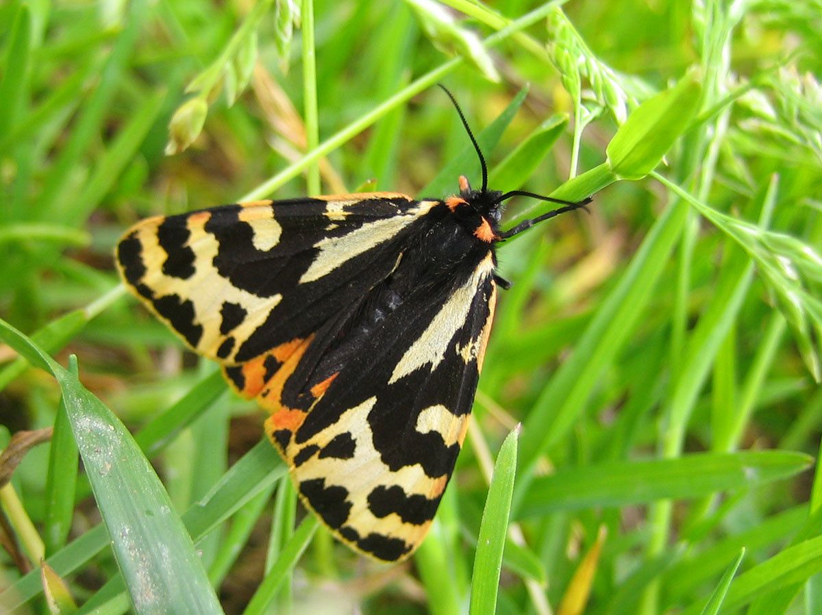 Parasemia plantaginis