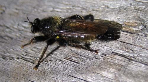 Laphria-flava-7789.jpg