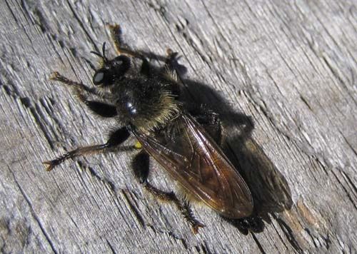 Laphria-flava-7793.jpg