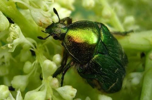 Cetonia-aurata-7092.jpg