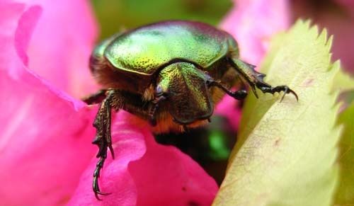Cetonia-aurata-7689.jpg