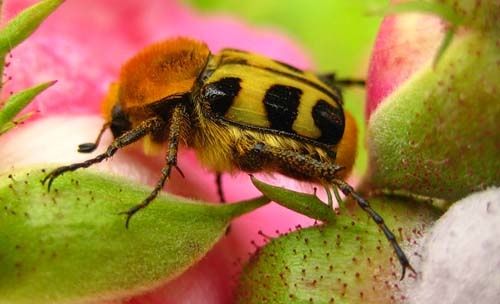 Trichius-zonatus-2524.jpg