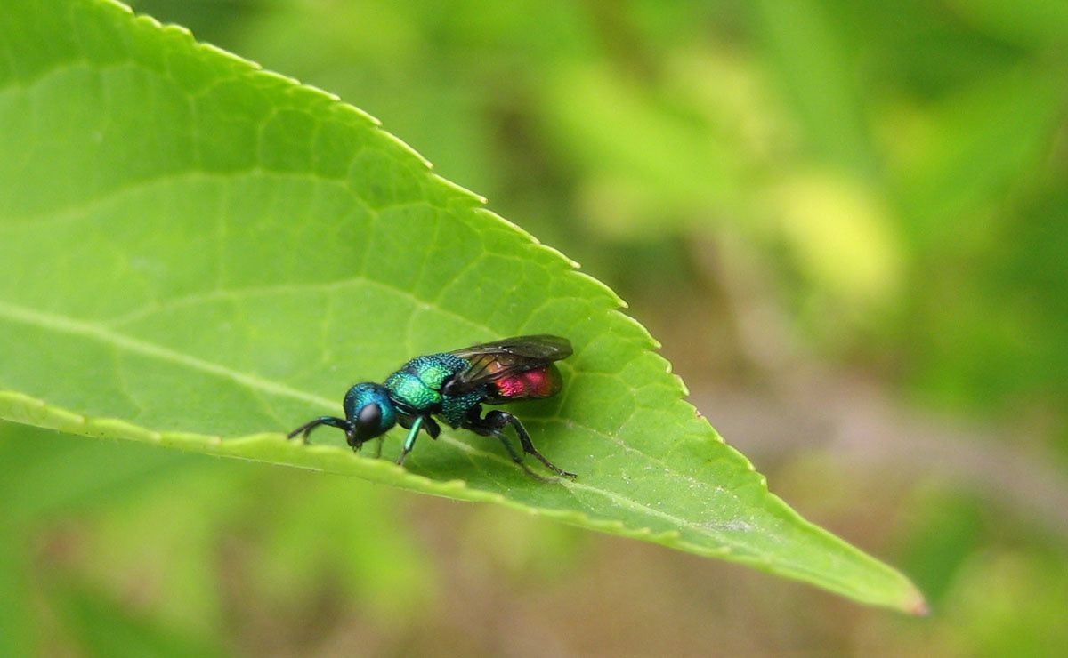 Chrysididae sp.