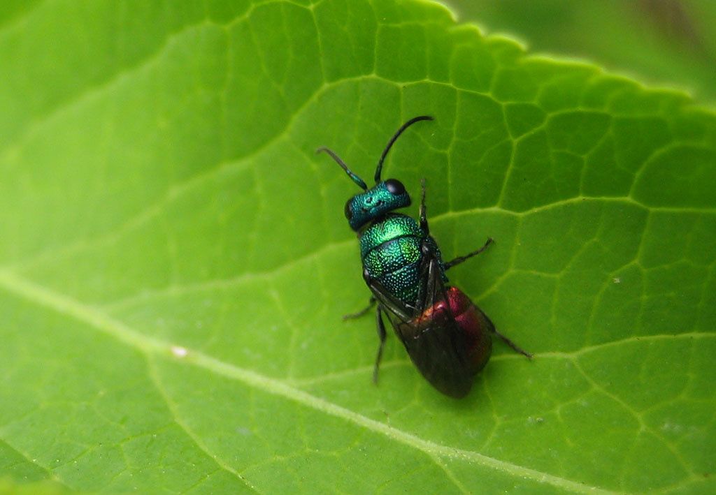 Chrysididae sp.