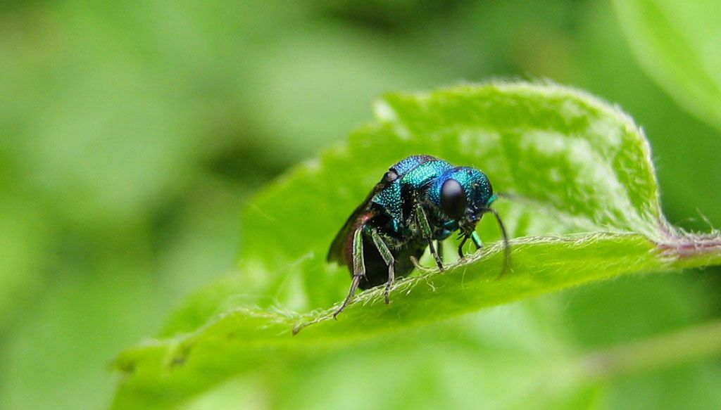 Chrysididae sp.