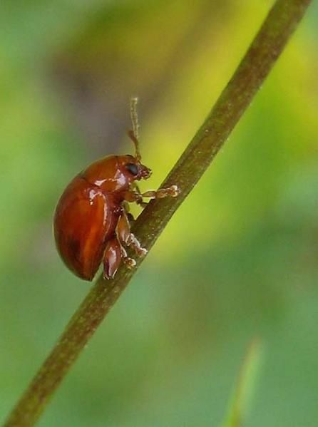 Sphaeroderma-sp.-8459.jpg