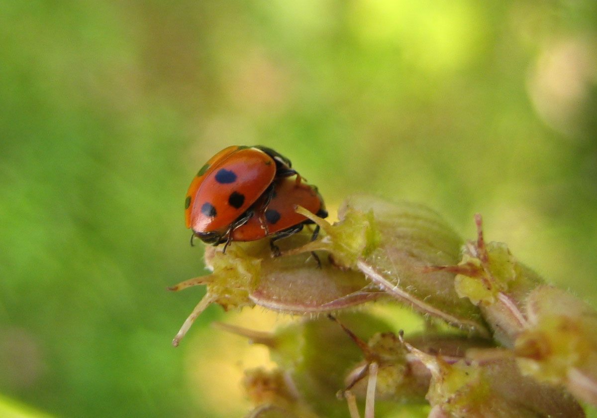 Hippodamia variegata
