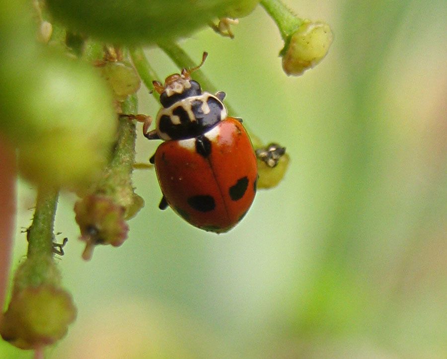 Hippodamia variegata