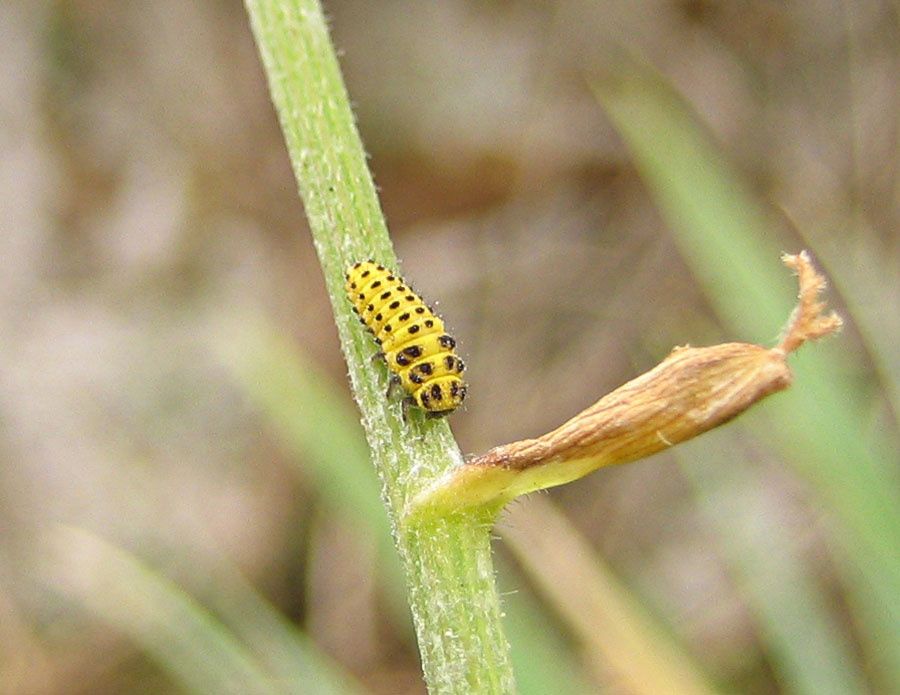 Psyllobora vigintiduopunctata