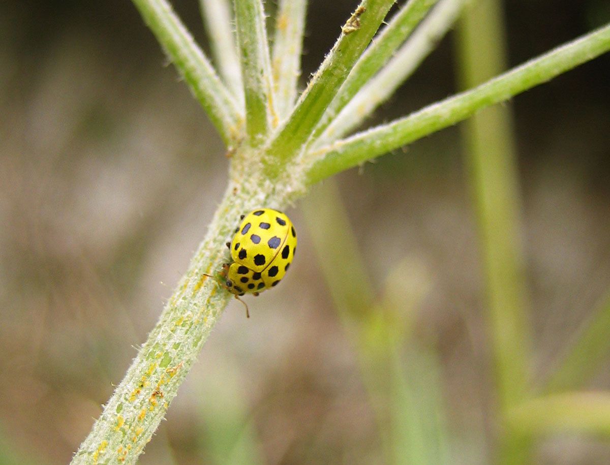 Psyllobora vigintiduopunctata