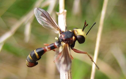 Physocephala-chrysorrhoea-7335.jpg