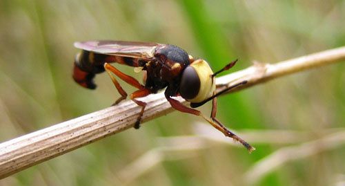 Physocephala-chrysorrhoea-7340.jpg