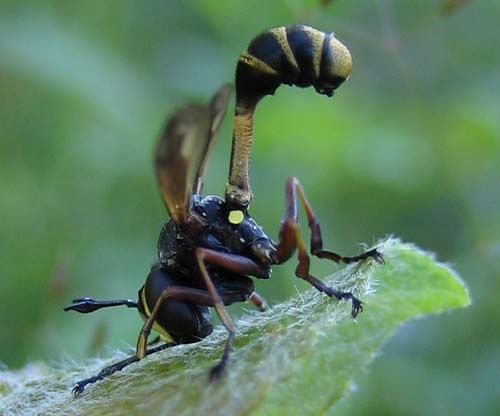 Physocephala-rufipes-7946.jpg