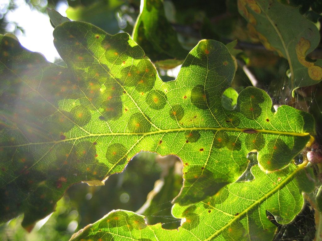 Neuroterus quercusbaccarum.