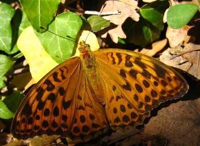 argynnis-paphia-4417.jpg