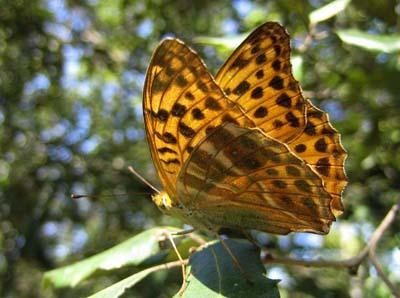 argynnis-paphia-4747.jpg
