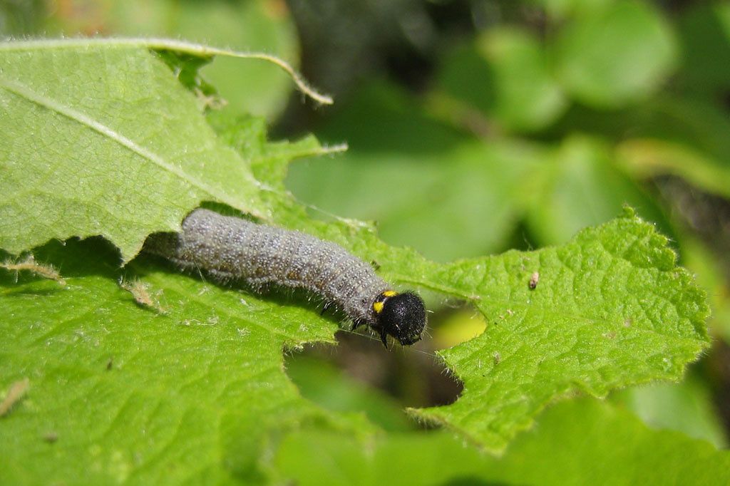 Caracharodus alceae, chenille